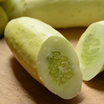 Cucumis sativus 'Martini'