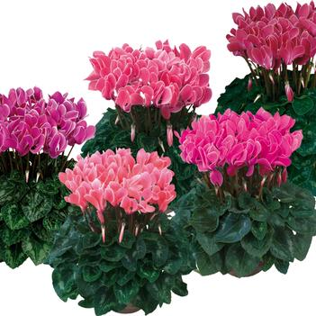 Cyclamen persicum Dreamscape™ 'Dark Flamed Mix'