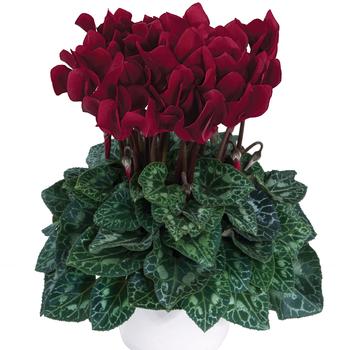 Cyclamen persicum Dreamscape™ 'Deep Burgundy'