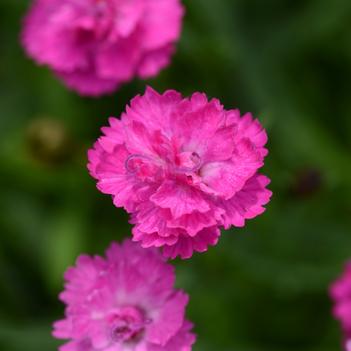 Dianthus Mountain Frost™ 'Pink PomPom'