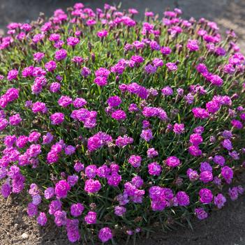 Dianthus Mountain Frost™ 'Silver Strike'