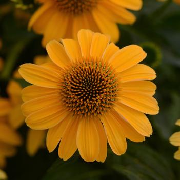 Echinacea Sombrero® 'Granada Gold'