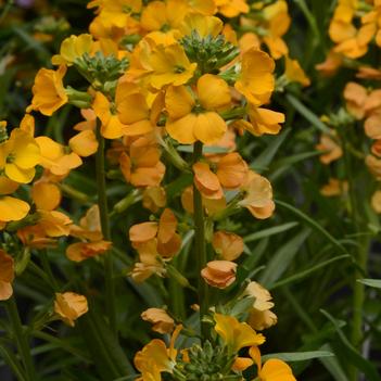 Erysimum linifolium Cheers™ 'Florange'