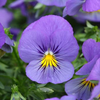 Viola x wittrockiana Cool Wave® 'Blue Skies'