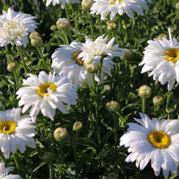 Leucanthemum x superbum 'White Magic'