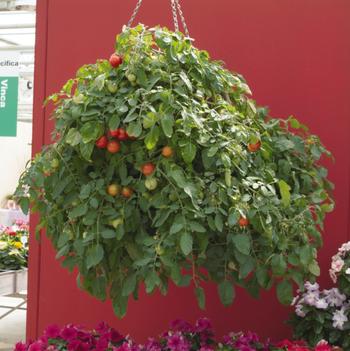 Lycopersicon esculentum 'Tumbler'