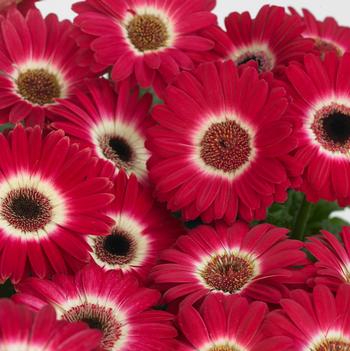 Gerbera jamesonii Revolution™ Bicolor Rose White