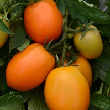 Lycopersicon esculentum 'Sunrise Sauce'