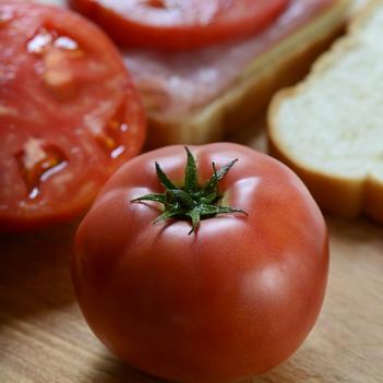 Lycopersicon esculentum 'Tidy Rose'