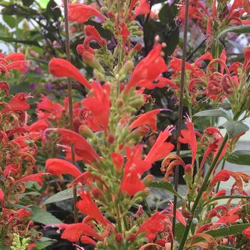 Agastache Kudos™