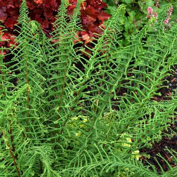 Athyrium filix-femina 'Dre's Dagger'