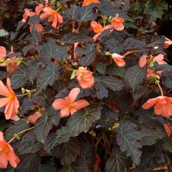 Begonia Cocoa™ 'Enchanted Sunrise'