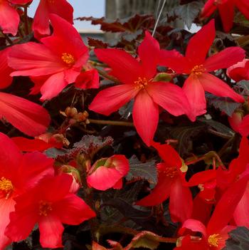 Begonia Daystar™ 'Hot Coral'