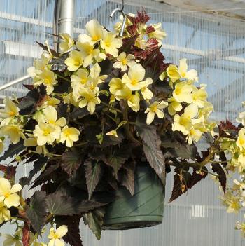 Begonia Daystar™ 'Primose'