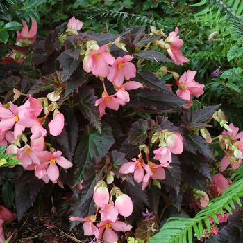 Begonia Cocoa™ 'Enchanted Evening'