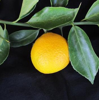 Citrus 'Lemon Frost™'