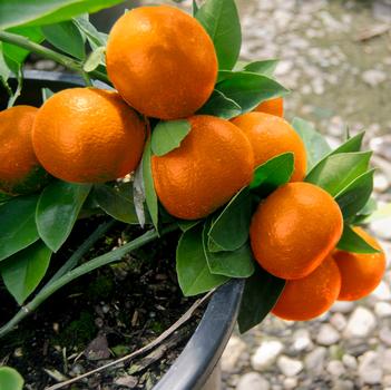 Citrus reticulata 'Bumper™'