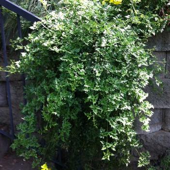 Clematis petriei x marmoraria 'Perfection'