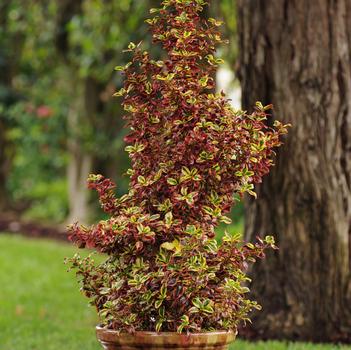 Coprosma repens 'Inferno'