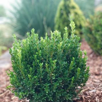 Buxus microphylla var. japonica 'Baby Jade™'