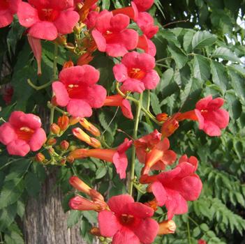 Campsis 'Madame Rosy®'