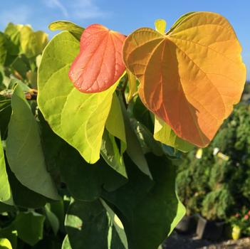 Cercis canadensis 'The Rising Sun™'