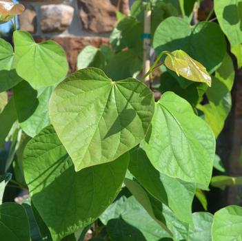 Cercis canadensis 'Summer's Tower™'