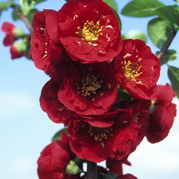 Chaenomeles speciosa 'Red Premier™'