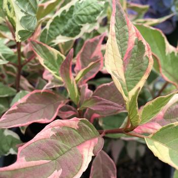 Cornus alba 'Touch of Elegance™'