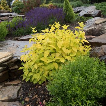 Cornus hesseyii 'Garden Glow'