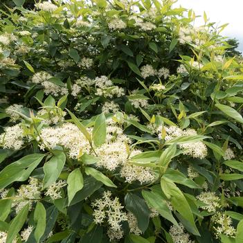 Cornus racemosa 'Irish Setter™'