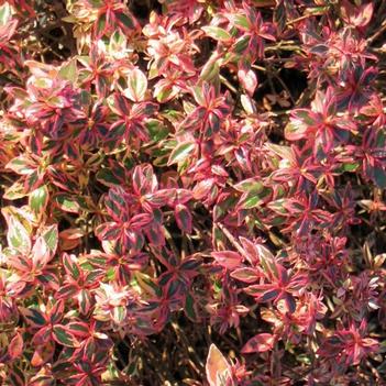 Abelia 'Confetti®'