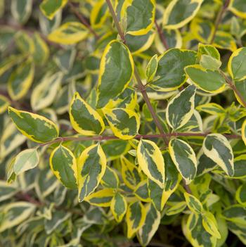 Abelia x grandiflora 'Miss Lemon™'