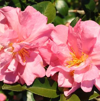 Camellia sasanqua 'Jessica's Ruffles™'