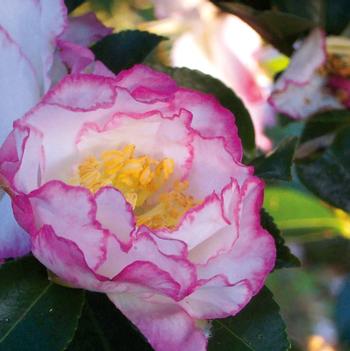 Camellia sasanqua October Magic® 'Inspiration'