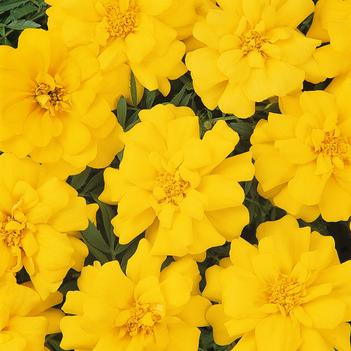 Tagetes patula Durango®