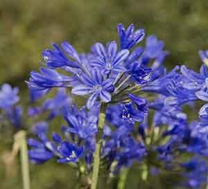 Agapanthus 'Little Blue Fountain™'