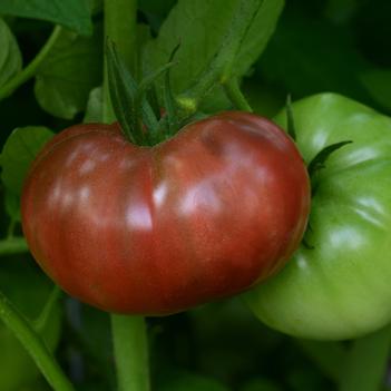 Lycopersicon esculentum Heirloom Marriage™ 'Cherokee Carbon'