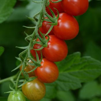 Lycopersicon esculentum 'Sugar Rush'
