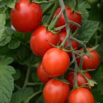 Lycopersicon esculentum 'Tidy Treats'