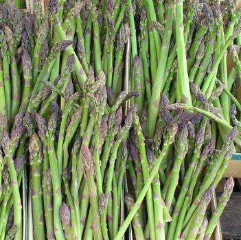 Asparagus officinalis 'Jersey Giant'