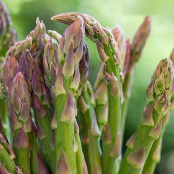 Asparagus officinalis 'Jersey Knight'