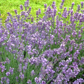 Lavandula angustifolia 'Munstead'