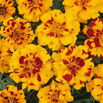 Tagetes patula Durango®