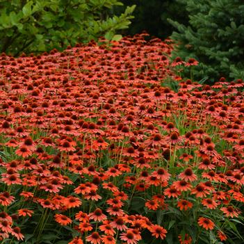 Echinacea Sombrero® 'Flamenco Orange'