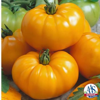 Lycopersicon esculentum 'Chef's Choice Yellow'