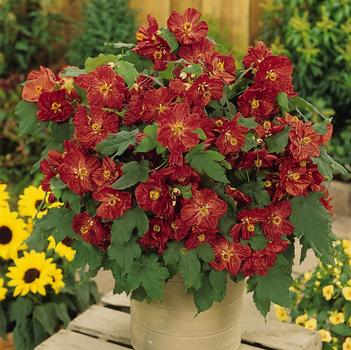 Abutilon Bella 'Red'