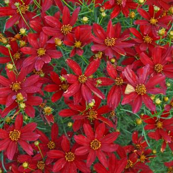 Coreopsis verticillata Sizzle & Spice® 'Hot Paprika'