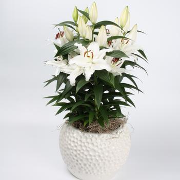 Lilium Lily Looks 'Sunny Bahamas'