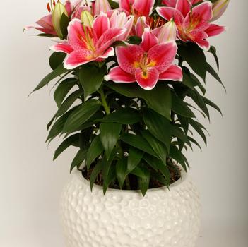 Lilium Lily Looks 'Sunny Robyn'
